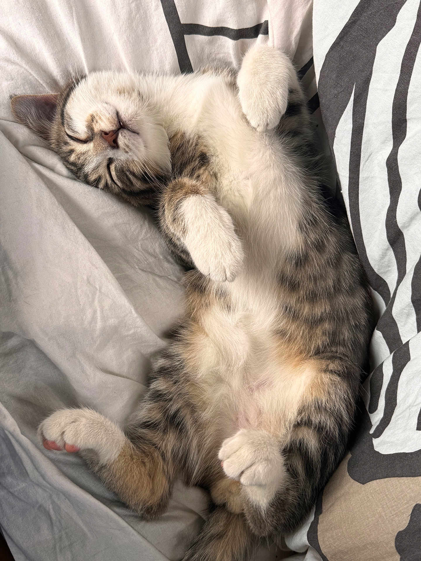 Zyon participe au concours pour gagner de l'argent avec cette photo : cat, tabby, sleeping, nap, bed, fur, paws, cozy, cute, relaxed, indoor, pet, whiskers, striped, feline, resting, soft, closeup, adorable, animal