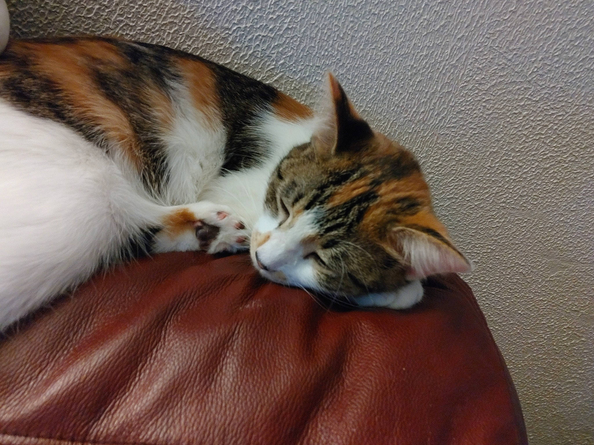 Calista is registered to the contest to win money with this photo: carnivore, cat, claw, comfort, domestic_short_haired_cat, felidae, fur, nap, paw, sleep, small_to_medium_sized_cats, snout, tail, terrestrial_animal, whiskers, wood