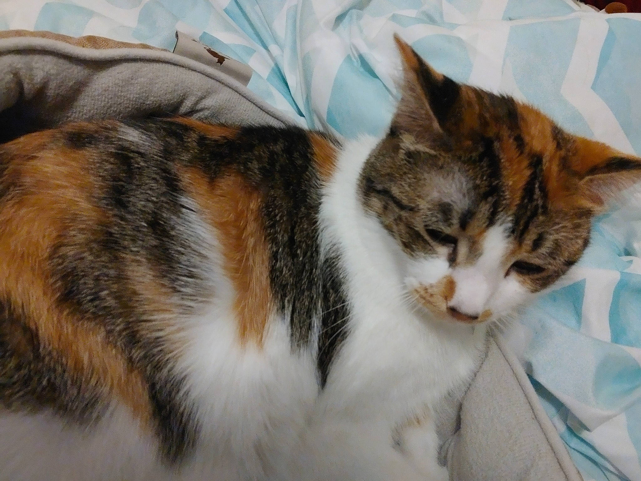 Calista joined the competition — help win amazing prizes! carnivore, cat, comfort, domestic_short_haired_cat, felidae, fur, grass, paw, sitting, small_to_medium_sized_cats, snout, tail, tree, whiskers