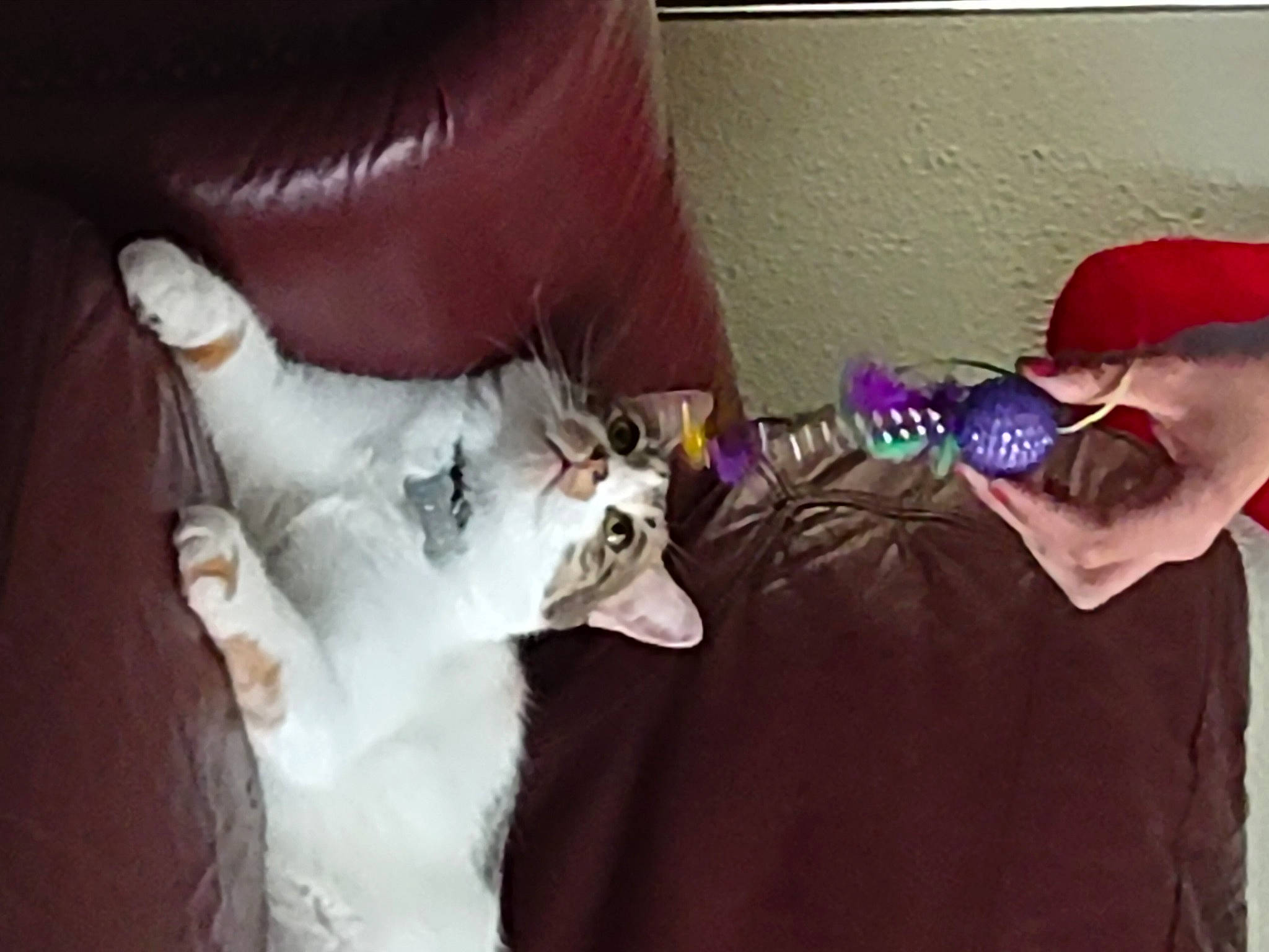 Calista is registered to the contest to win money with this photo: carnivore, cat, comfort, companion_dog, couch, dog_breed, fawn, felidae, fur, gesture, human_leg, paw, room, small_to_medium_sized_cats, stuffed_toy, tail, textile, toy, whiskers, wrist