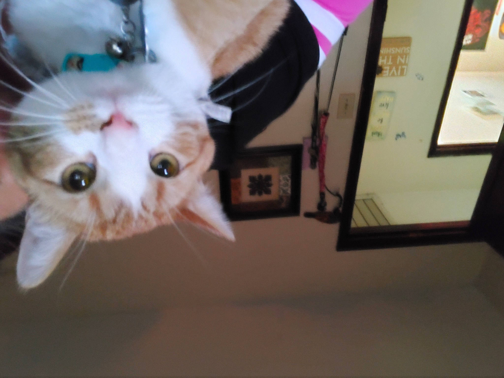 Connor joined the competition — help win amazing prizes! canidae, carnivore, cat, domestic_short_haired_cat, fawn, felidae, formal_wear, fur, musical_instrument, paw, picture_frame, room, small_to_medium_sized_cats, snout, tail, visual_arts, whiskers