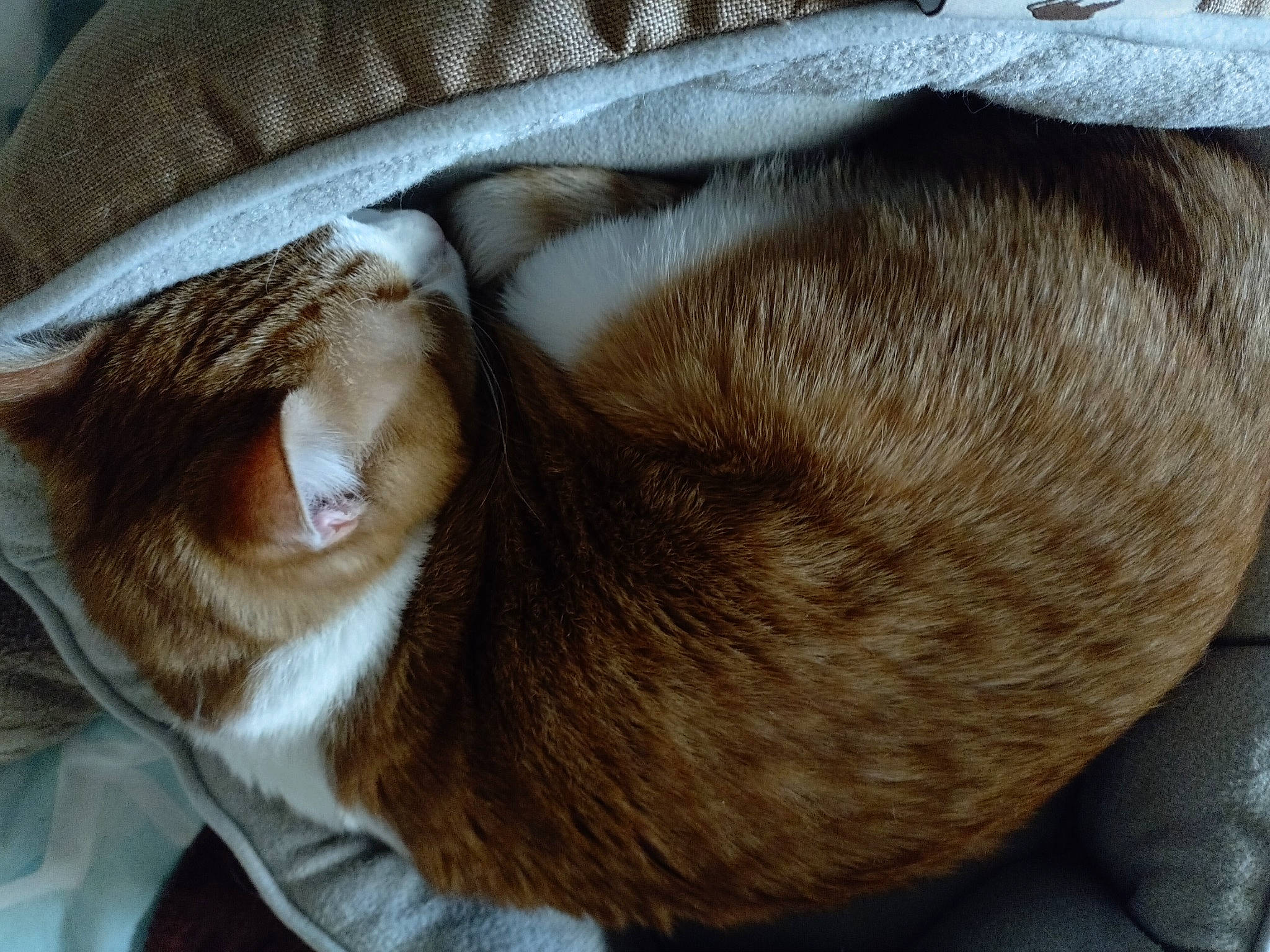 Connor is registered to the contest to win money with this photo: beige, brown, canidae, carnivore, cat, comfort, dog_breed, fawn, felidae, fur, linens, liver, nap, paw, sleep, small_to_medium_sized_cats, snout, sporting_group, tail, whiskers