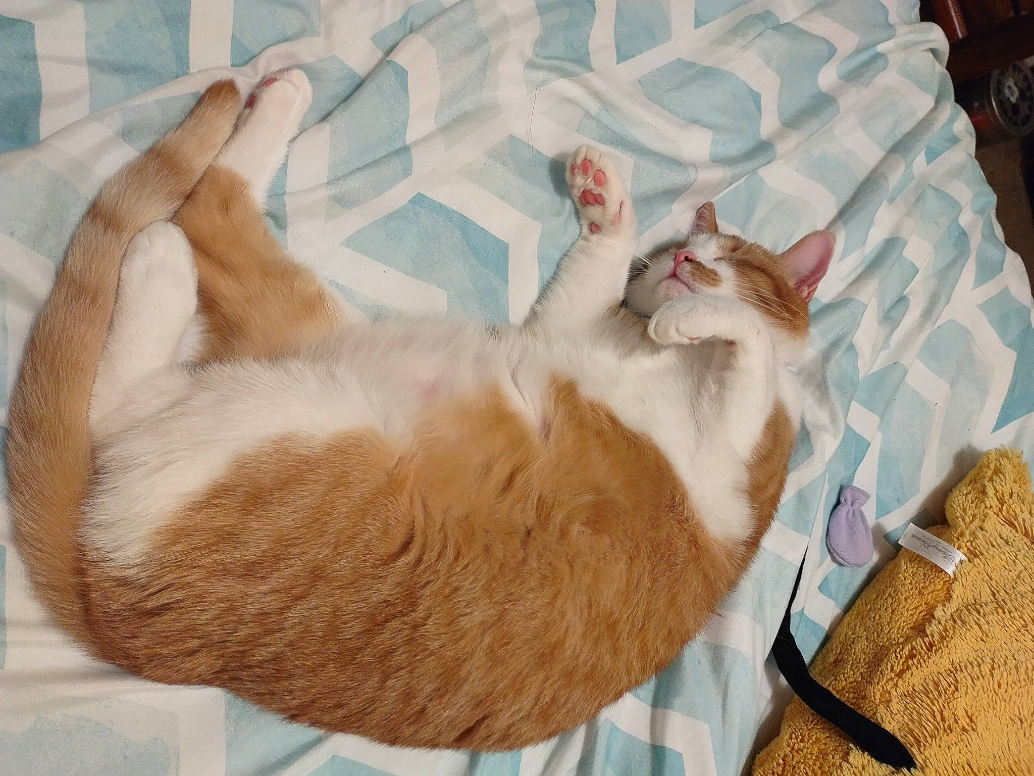 Connor is registered to the contest to win money with this photo: art, carnivore, cat, cat_bed, cat_supply, claw, comfort, domestic_short_haired_cat, fawn, felidae, fur, gesture, linens, nap, paw, small_to_medium_sized_cats, sporting_group, tail, textile, whiskers