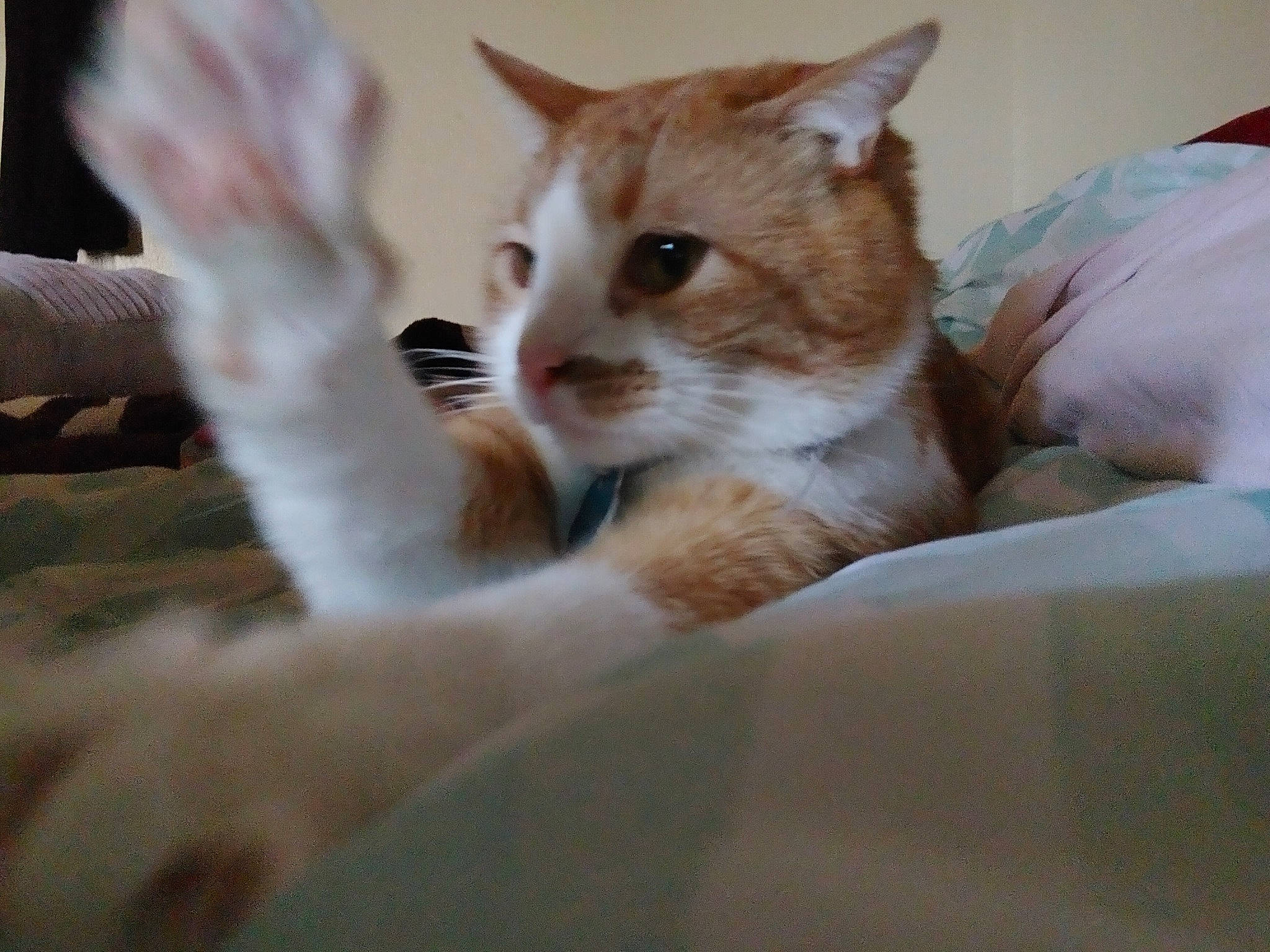 Connor joined the competition — help win amazing prizes! carnivore, cat, claw, comfort, domestic_short_haired_cat, fawn, felidae, fur, paw, small_to_medium_sized_cats, snout, tail, whiskers, wood