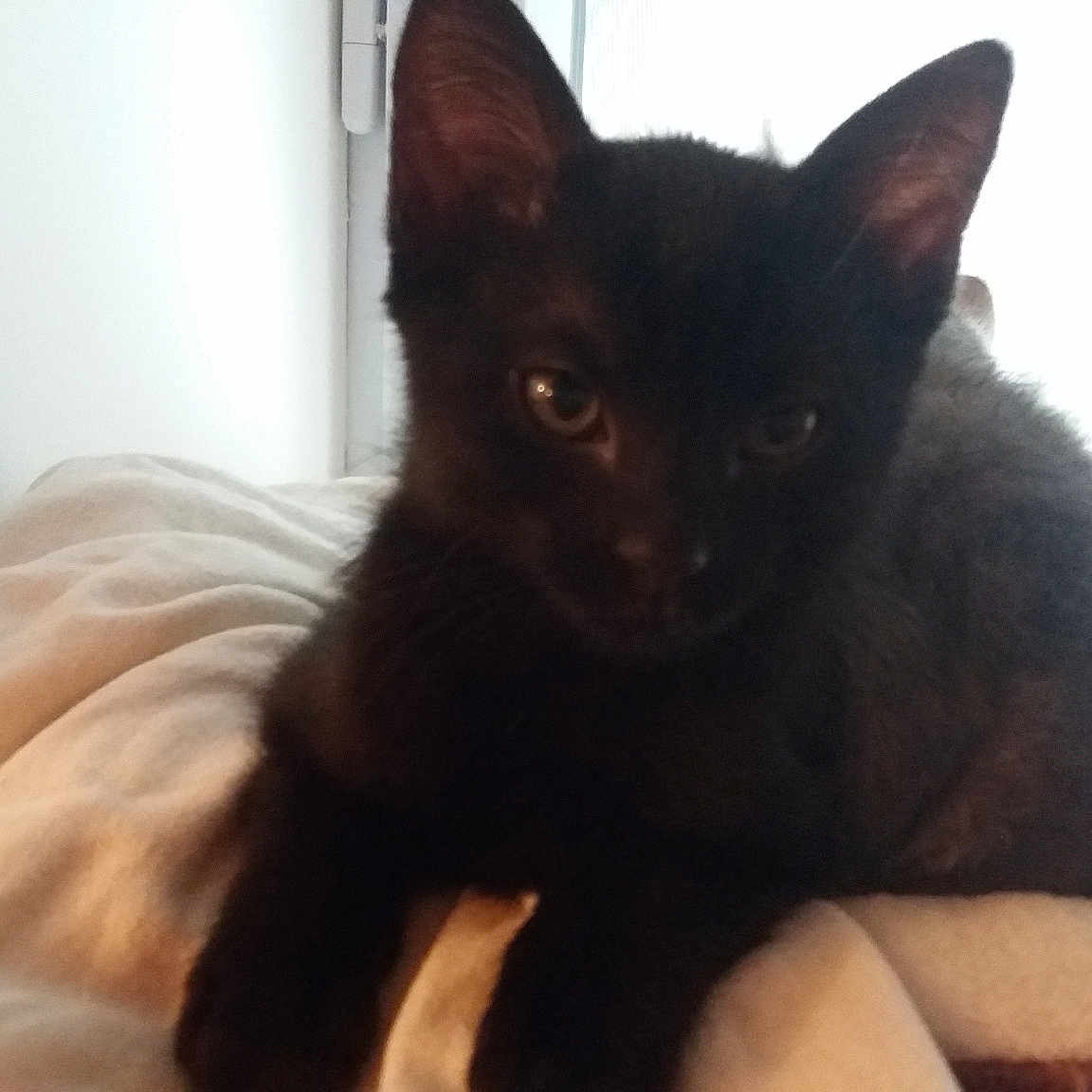 Obscur a rejoint le concours — aidez-le/la à gagner de superbes lots ! black_cat, bombay, cat, cat_like_mammal, cornish_rex, devon_rex, domestic_short_haired_cat, fur, german_rex, havana_brown, kitten, oriental_shorthair, small_to_medium_sized_cats, snout, whiskers