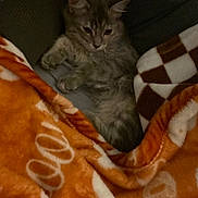 Dalilah is registered to the contest to win money with this photo: kitten, cat, blanket, orange_blanket, brown_and_white_blanket, furry, pet, cute, resting, cozy, indoor, animal, soft_texture, sleepy, comfort, relaxed, fur, small, warm, domestic_cat