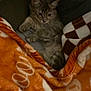 kitten, cat, blanket, orange_blanket, brown_and_white_blanket, furry, pet, cute, resting, cozy, indoor, animal, soft_texture, sleepy, comfort, relaxed, fur, small, warm, domestic_cat
