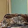 Dalilah is registered to the contest to win money with this photo: cat, sleeping, couch, furniture, indoor, pet, animal, resting, tabby, fur, home, cozy, patterned, relaxing, domestic, living_room, quiet, peaceful, cute, nap
