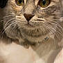cat, close_up, whiskers, yellow_eyes, fur, pet, animal, curious, indoor, face, nose, tabby, muzzle, portrait, feline, soft_light, domestic_cat, close_focus, cute, background_blur
