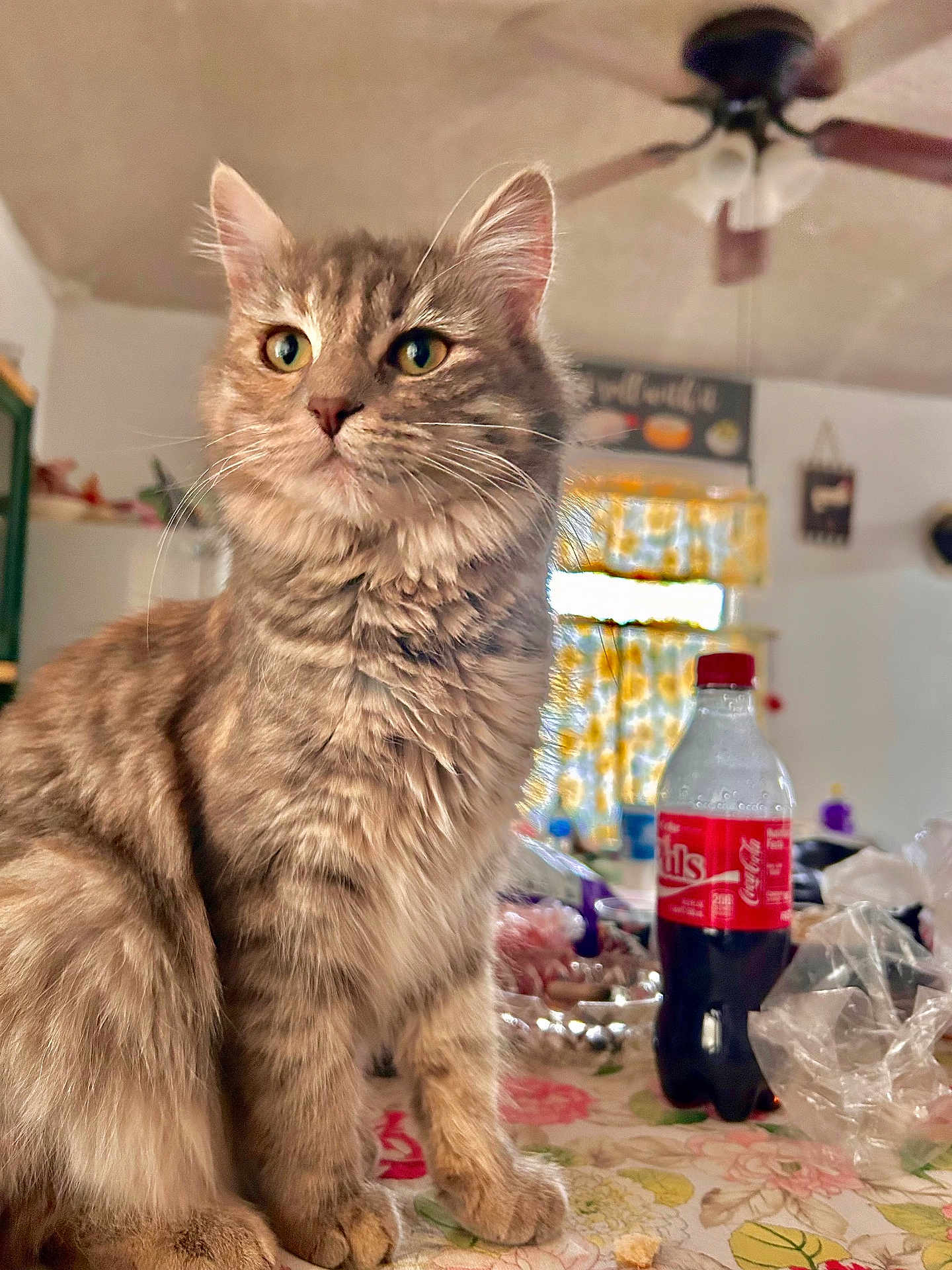 Dalilah joined the competition — help win amazing prizes! cat, tabby, fluffy, animal, pet, table, tablecloth, bottle, coca_cola, kitchen, ceiling_fan, window, curtains, indoor, domestic, furniture, food, drink, whiskers, fur