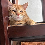 Tinny joined the competition — help win amazing prizes! cat, ginger_cat, indoor, wooden_chair, paw, relaxed, feline, pet, animal, closeup, fur, whiskers, resting, domestic_cat, chair, home, cute, looking, mammal, ear