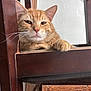 cat, ginger_cat, indoor, wooden_chair, paw, relaxed, feline, pet, animal, closeup, fur, whiskers, resting, domestic_cat, chair, home, cute, looking, mammal, ear