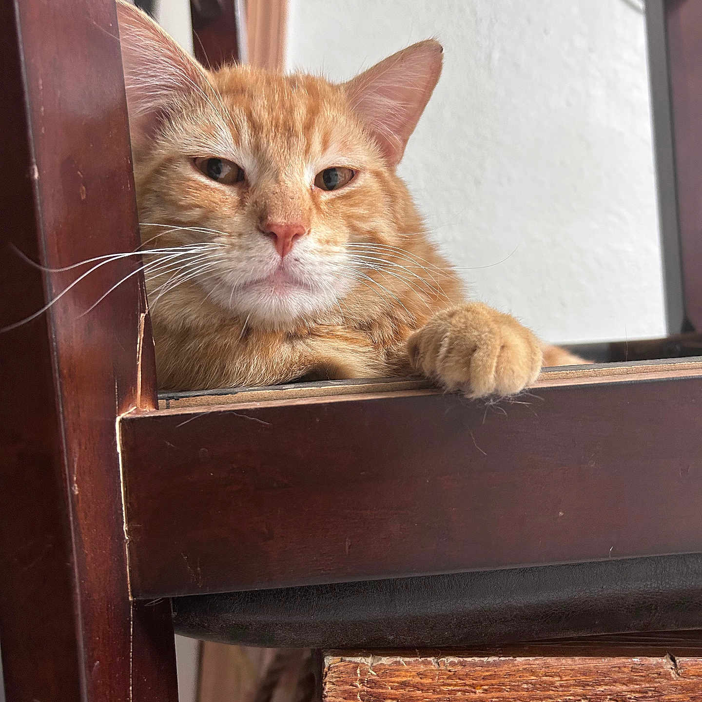 Tinny joined the competition — help win amazing prizes! animal, cat, chair, closeup, cute, domestic_cat, ear, feline, fur, ginger_cat, home, indoor, looking, mammal, paw, pet, relaxed, resting, whiskers, wooden_chair