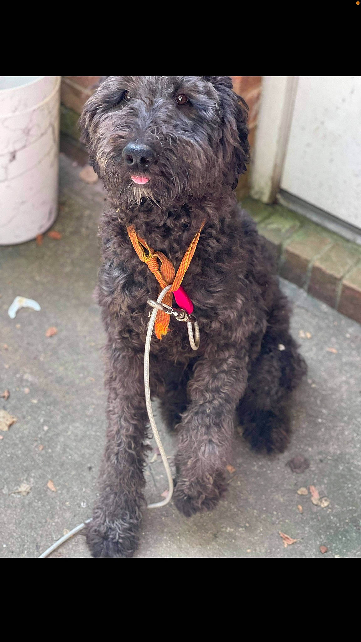 Bentley joined the competition — help win amazing prizes! canidae, carnivore, collar, companion_dog, dog, dog_breed, dog_collar, dog_supply, fashion_accessory, fur, leash, poodle_crossbreed, schnauzer, small_terrier, sporting_group, terrier, toy_dog, water_dog, working_animal, working_dog