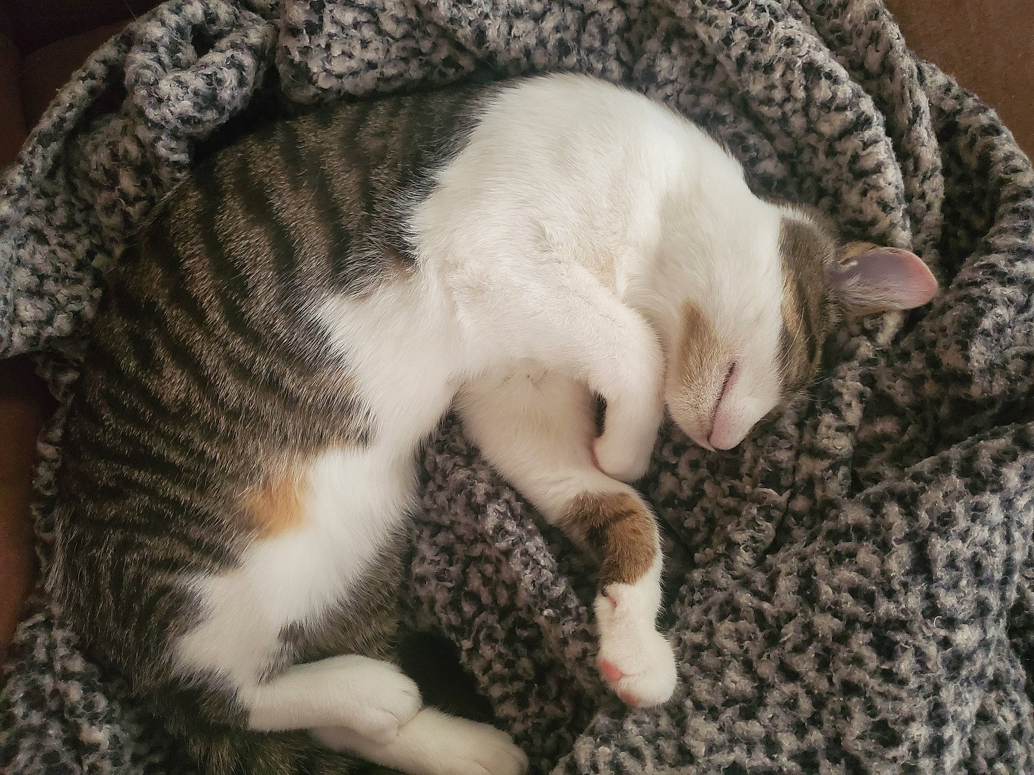 Cheerio joined the competition — help win amazing prizes! carnivore, cat, cat_supply, claw, comfort, domestic_short_haired_cat, ear, fawn, felidae, fur, grey, linens, nap, paw, sleep, small_to_medium_sized_cats, snout, tail, terrestrial_animal, whiskers