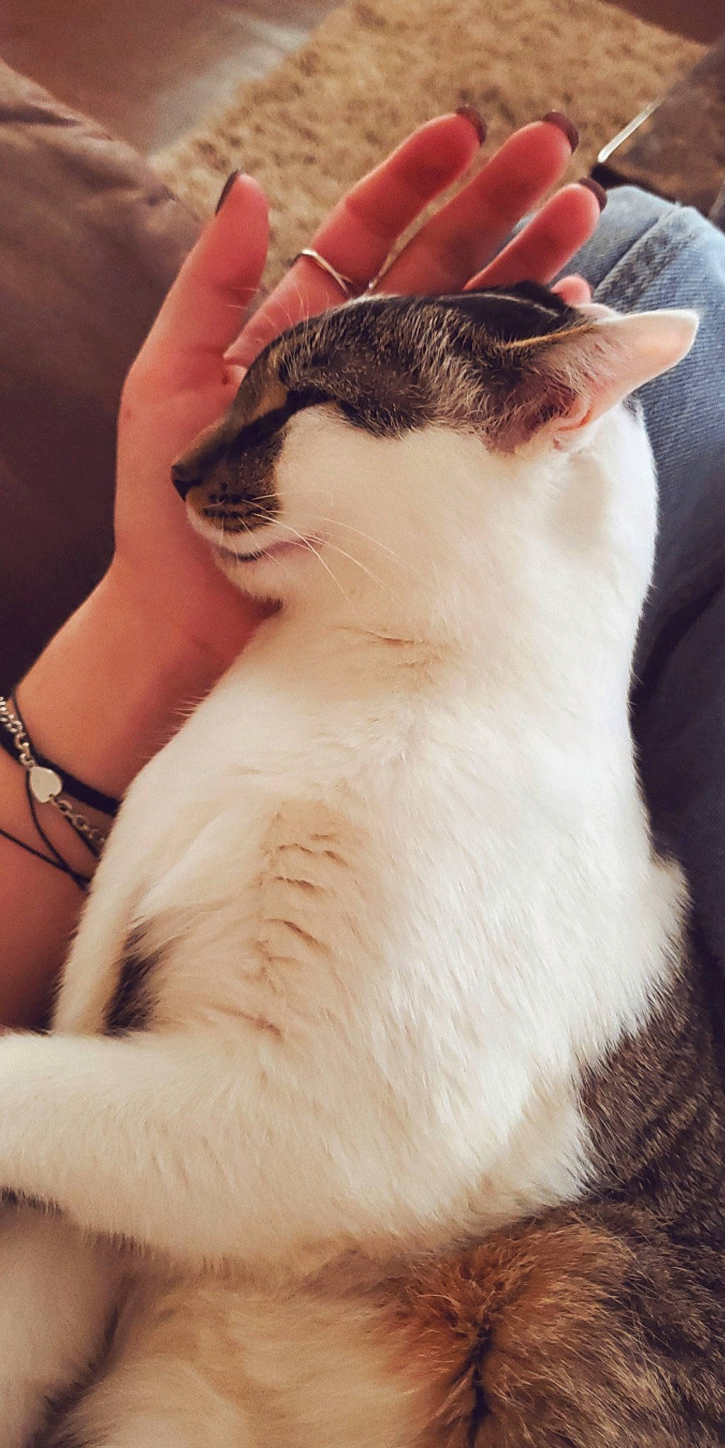 Cheerio is registered to the contest to win money with this photo: carnivore, cat, claw, domestic_short_haired_cat, elbow, eye, fawn, felidae, finger, fur, gesture, hand, nail, paw, small_to_medium_sized_cats, snout, tail, thai, thumb, whiskers