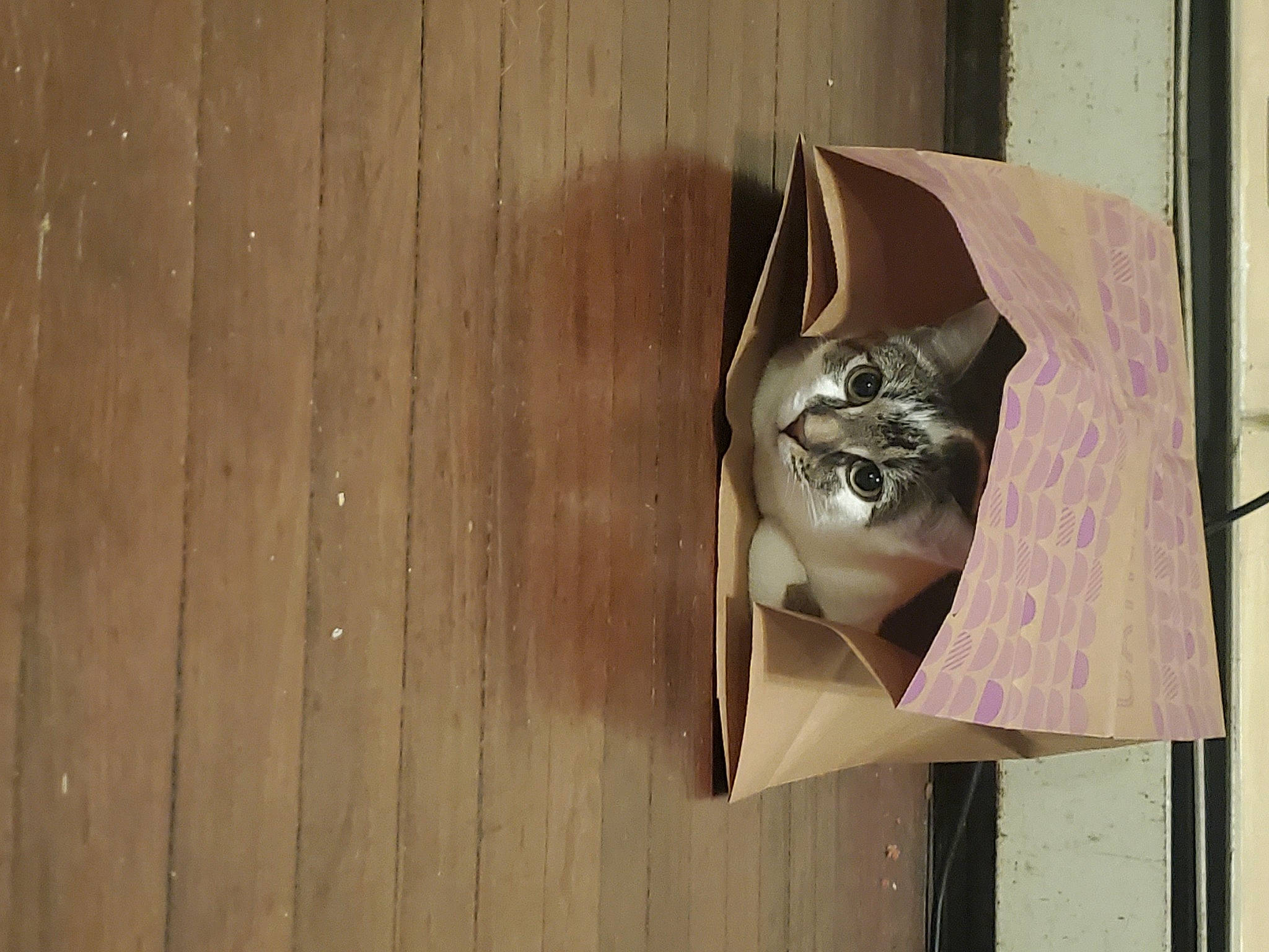 Cheerio is registered to the contest to win money with this photo: art, cat, door, eyewear, fashion_accessory, felidae, fur, hardwood, lock, metal, paper, paper_product, plank, plywood, small_to_medium_sized_cats, smile, whiskers, window, wood, wood_stain