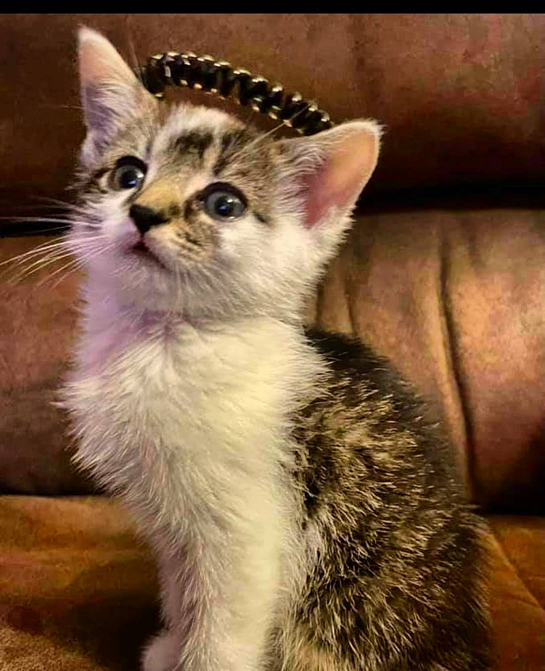 Cheerio is registered to the contest to win money with this photo: carnivore, cat, claw, domestic_short_haired_cat, door, ear, eye, fawn, felidae, fur, head, paw, photo_caption, small_to_medium_sized_cats, snout, tail, terrestrial_animal, whiskers, wildlife, window