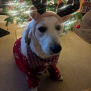 Murphy is registered to the contest to win money with this photo: dog, christmas_tree, holiday, antlers, festive_clothing, red_sweater, indoors, carpet, ornaments, lights, decorations, pet, animal, cute, seasonal, celebration, cozy, plush, home, winter