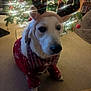 dog, christmas_tree, holiday, antlers, festive_clothing, red_sweater, indoors, carpet, ornaments, lights, decorations, pet, animal, cute, seasonal, celebration, cozy, plush, home, winter