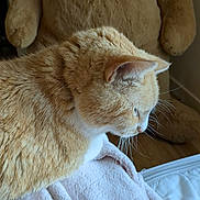 Jack is registered to the contest to win money with this photo: cat, ginger_cat, pet, whiskers, blanket, teddy_bear, stuffed_toy, plush, indoor, profile, fur, cozy, closeup, side_view, bedroom, sleepy, paws, home, portrait, soft_lighting