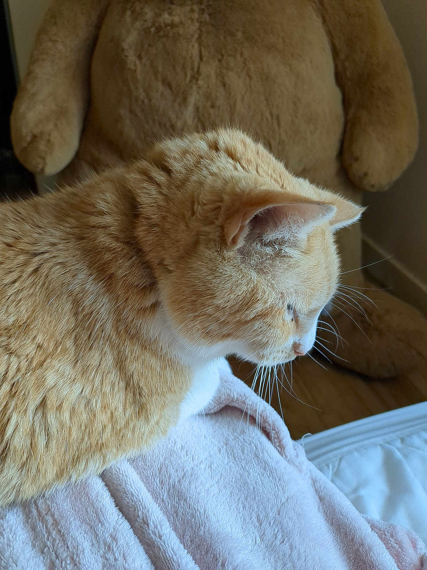 Jack is registered to the contest to win money with this photo: cat, ginger_cat, pet, whiskers, blanket, teddy_bear, stuffed_toy, plush, indoor, profile, fur, cozy, closeup, side_view, bedroom, sleepy, paws, home, portrait, soft_lighting