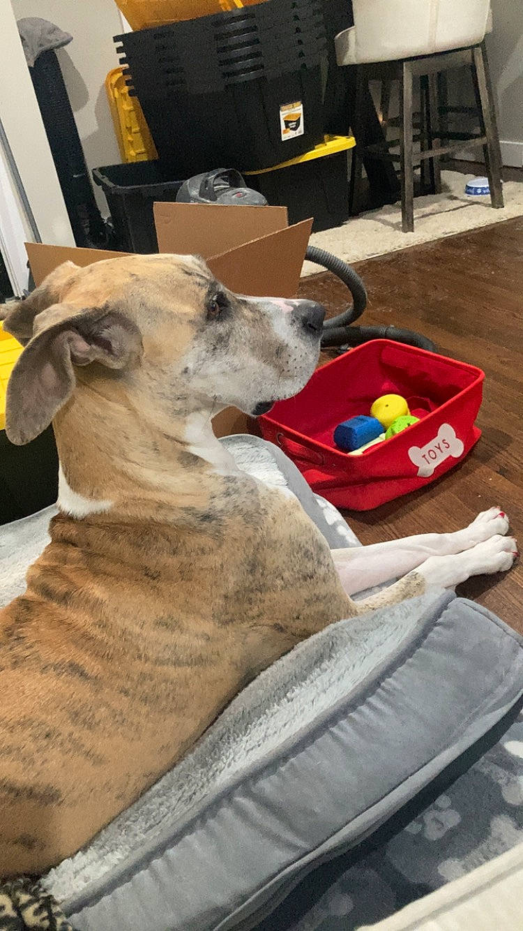 Denali joined the competition — help win amazing prizes! canidae, carnivore, chair, collar, comfort, companion_dog, dog, dog_breed, dog_collar, dog_supply, fawn, flooring, fur, guard_dog, paw, sighthound, snout, sporting_group, wood, working_animal