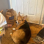 Okey joined the competition — help win amazing prizes! dog, corgi, carpet, door, indoor, brown, black, white, pet, animal, fur, ears, face, lying_down, floor, messy, bag, bucket, fabric, home