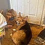 dog, corgi, carpet, door, indoor, brown, black, white, pet, animal, fur, ears, face, lying_down, floor, messy, bag, bucket, fabric, home