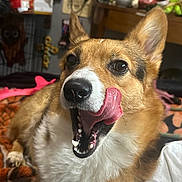 Kiwi is registered to the contest to win money with this photo: dog, corgi, tongue, indoor, pet, animal, fur, cute, tongue_out, expression, blanket, table, toy, decor, face, brown, white, ears, mouth, closeup