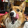 dog, corgi, tongue, indoor, pet, animal, fur, cute, tongue_out, expression, blanket, table, toy, decor, face, brown, white, ears, mouth, closeup