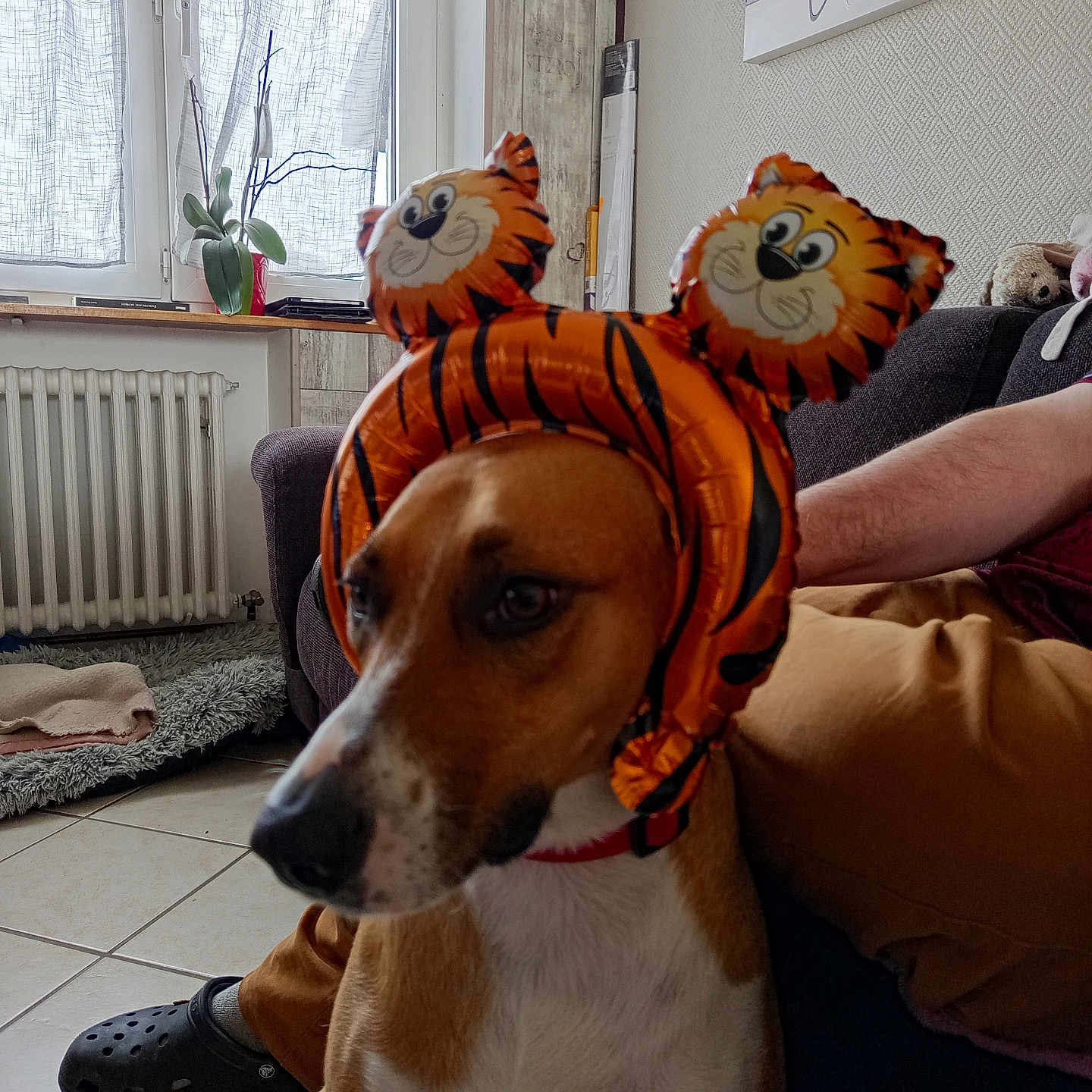 Vicky a rejoint le concours — aidez-le/la à gagner de superbes lots ! animal, brown_dog, costume, couch, curtains, dog, furniture, headband, home, indoor, orange, person, pet, radiator, relaxed, seated, tiger, tiled_floor, white_chest, window