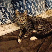 Benny is registered to the contest to win money with this photo: cat, tabby, pet, animal, feline, domestic_cat, striped, paws, whiskers, relaxed, indoor, blanket, couch, fabric, fur, resting, cute, cozy, home, patterned_background