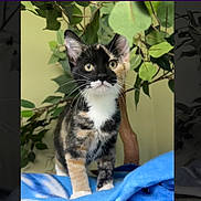 Rue is registered to the contest to win money with this photo: cat, kitten, calico, animal, pet, whiskers, fur, ears, eyes, paws, blanket, indoor, plant, greenery, curious, young, feline, mammal, cute, domestic