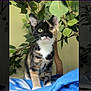 cat, kitten, calico, animal, pet, whiskers, fur, ears, eyes, paws, blanket, indoor, plant, greenery, curious, young, feline, mammal, cute, domestic