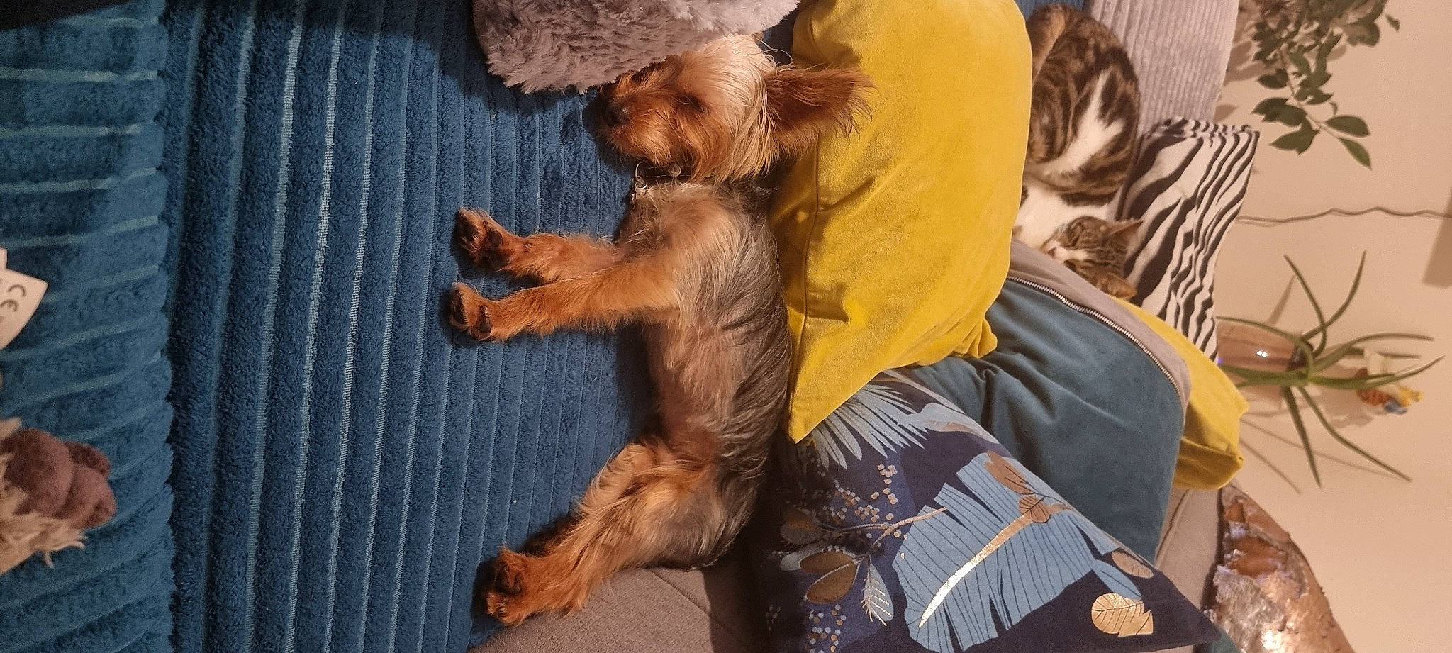 Spike a rejoint le concours — aidez-le/la à gagner de superbes lots ! canidae, carnivore, claw, comfort, companion_dog, corgi_chihuahua, dog, dog_breed, fawn, fur, liver, paw, small_terrier, snout, sporting_group, tail, terrier, toy_dog, wood, working_animal