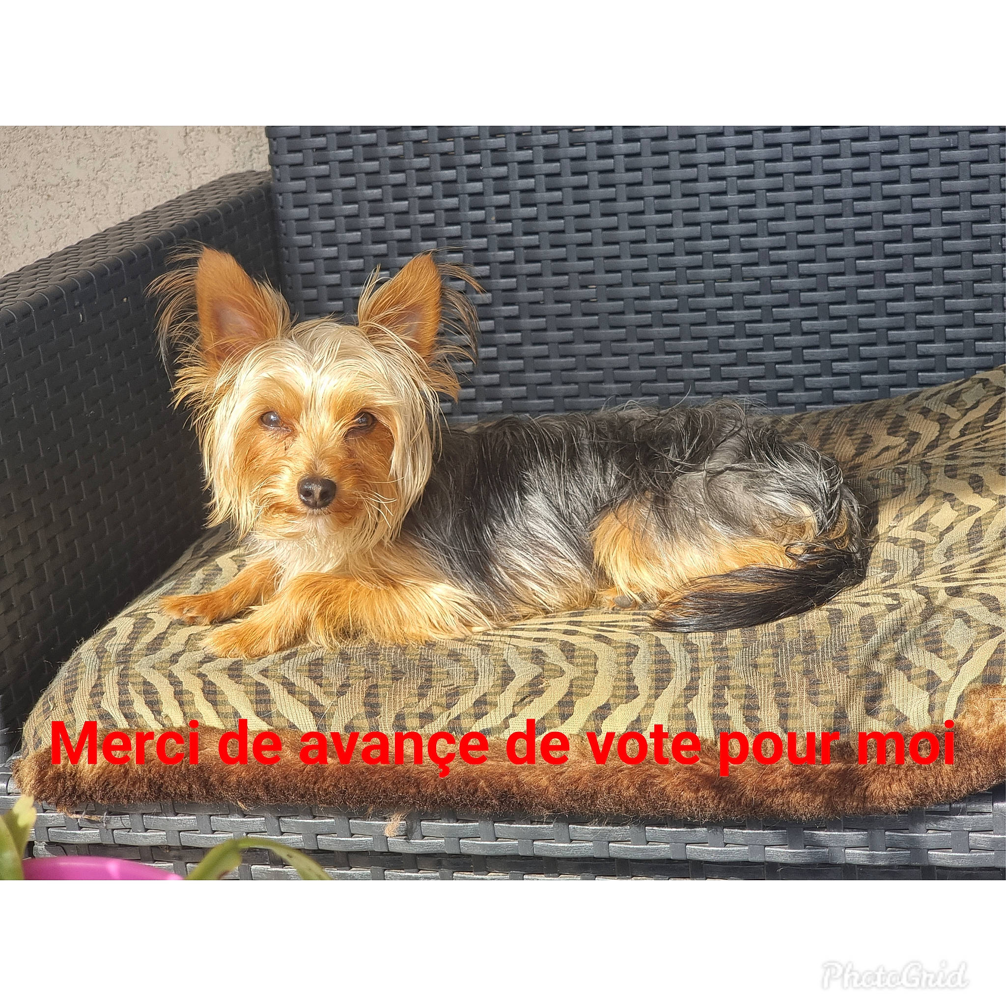 Spike participe au concours pour gagner de l'argent avec cette photo : canidae, carnivore, companion_dog, dog, dog_breed, dog_supply, fawn, font, fur, liver, pet_supply, photo_caption, rectangle, snout, sporting_group, terrier, toy_dog, water_dog, working_animal, yorkipoo