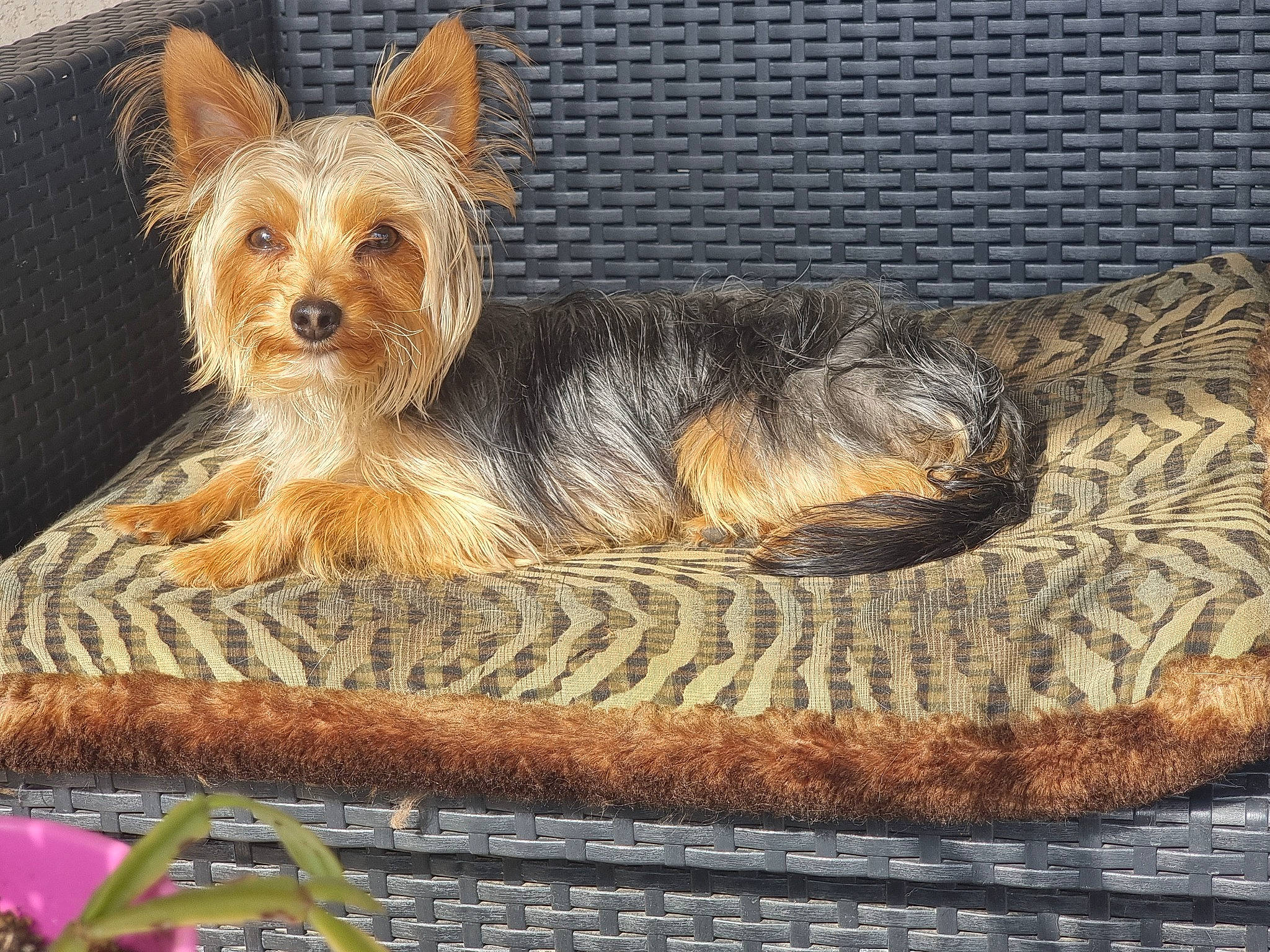 Spike a rejoint le concours — aidez-le/la à gagner de superbes lots ! australian_terrier, carnivore, clock, companion_dog, dog, dog_breed, dog_supply, fawn, flower, fur, liver, plant, small_terrier, snout, terrestrial_animal, terrier, toy_dog, water_dog, yorkipoo, yorkshire_terrier