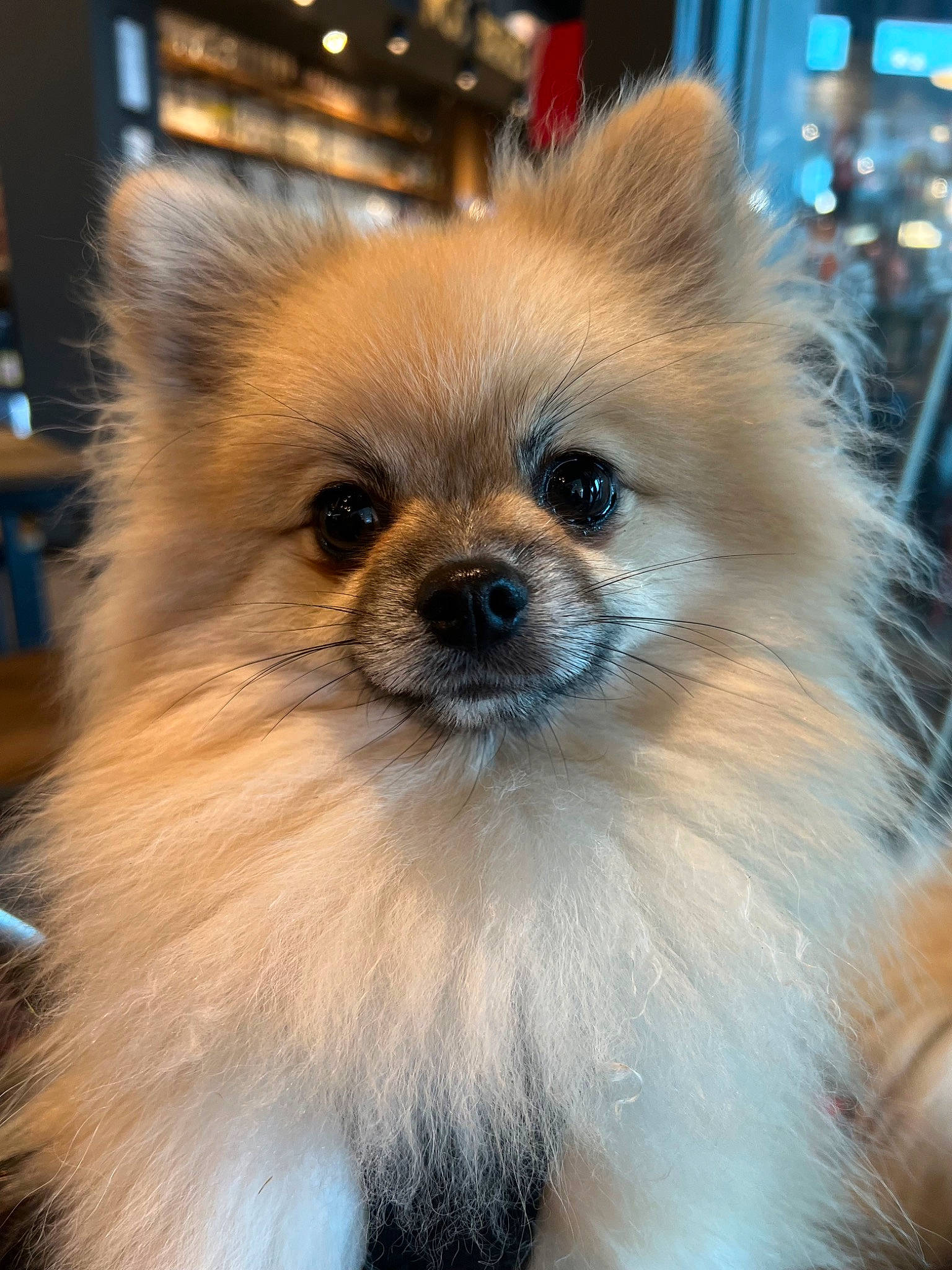 Spartan a rejoint le concours — aidez-le/la à gagner de superbes lots ! canidae, carnivore, companion_dog, dog, dog_breed, dog_supply, ear, fawn, fur, german_spitz, german_spitz_klein, german_spitz_mittel, iris, non_sporting_group, snout, spitz, toy_dog, volpino_italiano, whiskers, working_animal