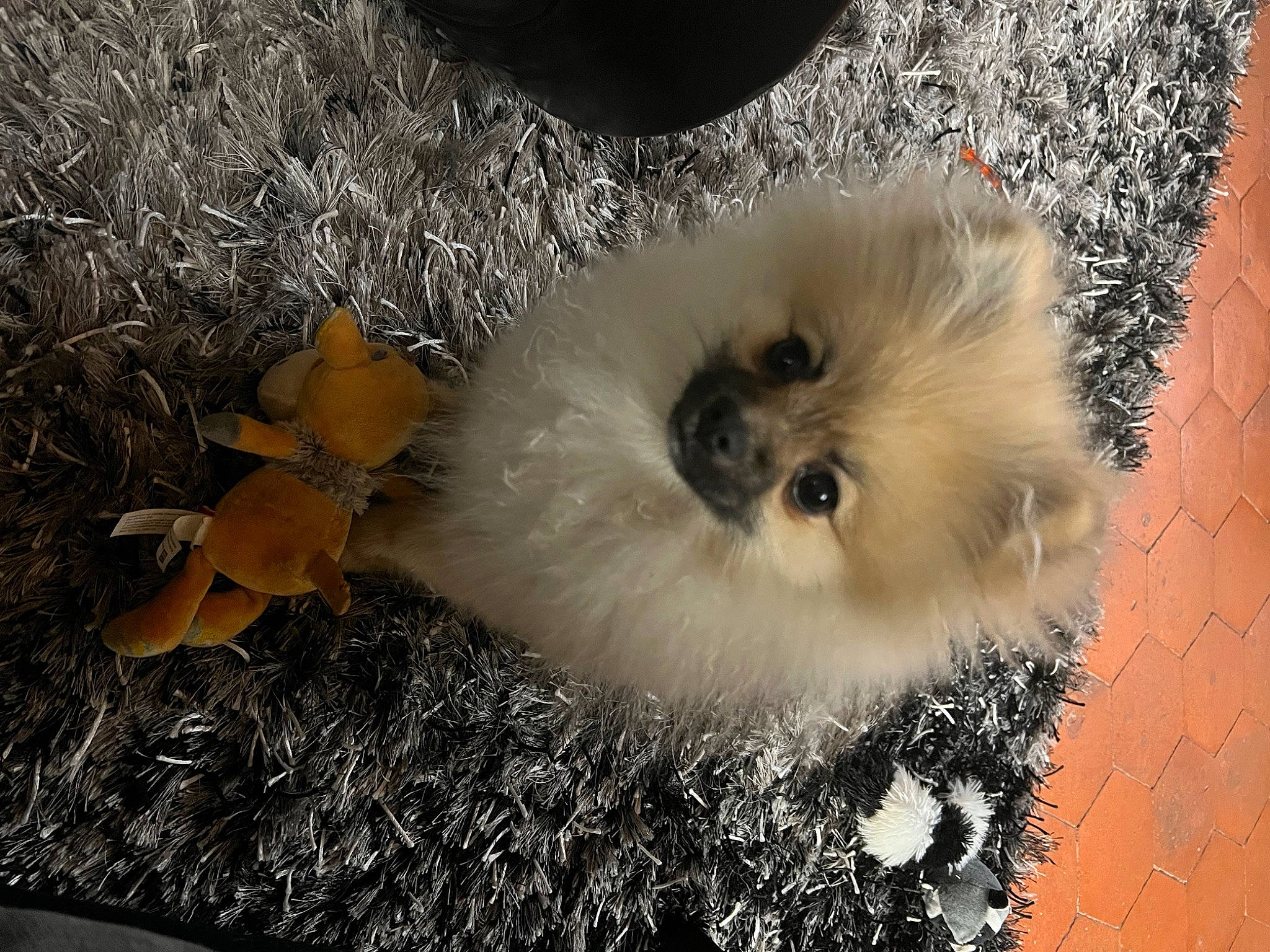 Spartan a rejoint le concours — aidez-le/la à gagner de superbes lots ! art, canidae, fashion_accessory, fawn, fur, idiophone, snout, terrestrial_animal, twig, whiskers, wood