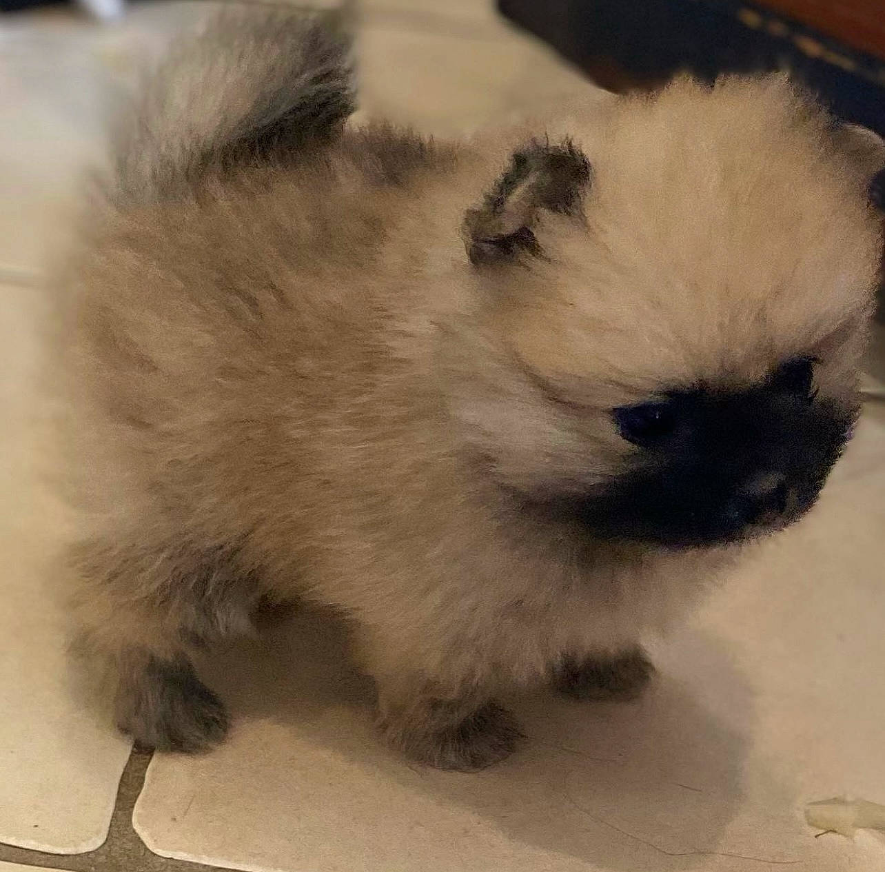 Spartan a rejoint le concours — aidez-le/la à gagner de superbes lots ! ancient_dog_breeds, canidae, carnivore, companion_dog, dog, dog_breed, fawn, felidae, fur, non_sporting_group, snout, sporting_group, terrestrial_animal, toy_dog, whiskers, wildlife, working_animal