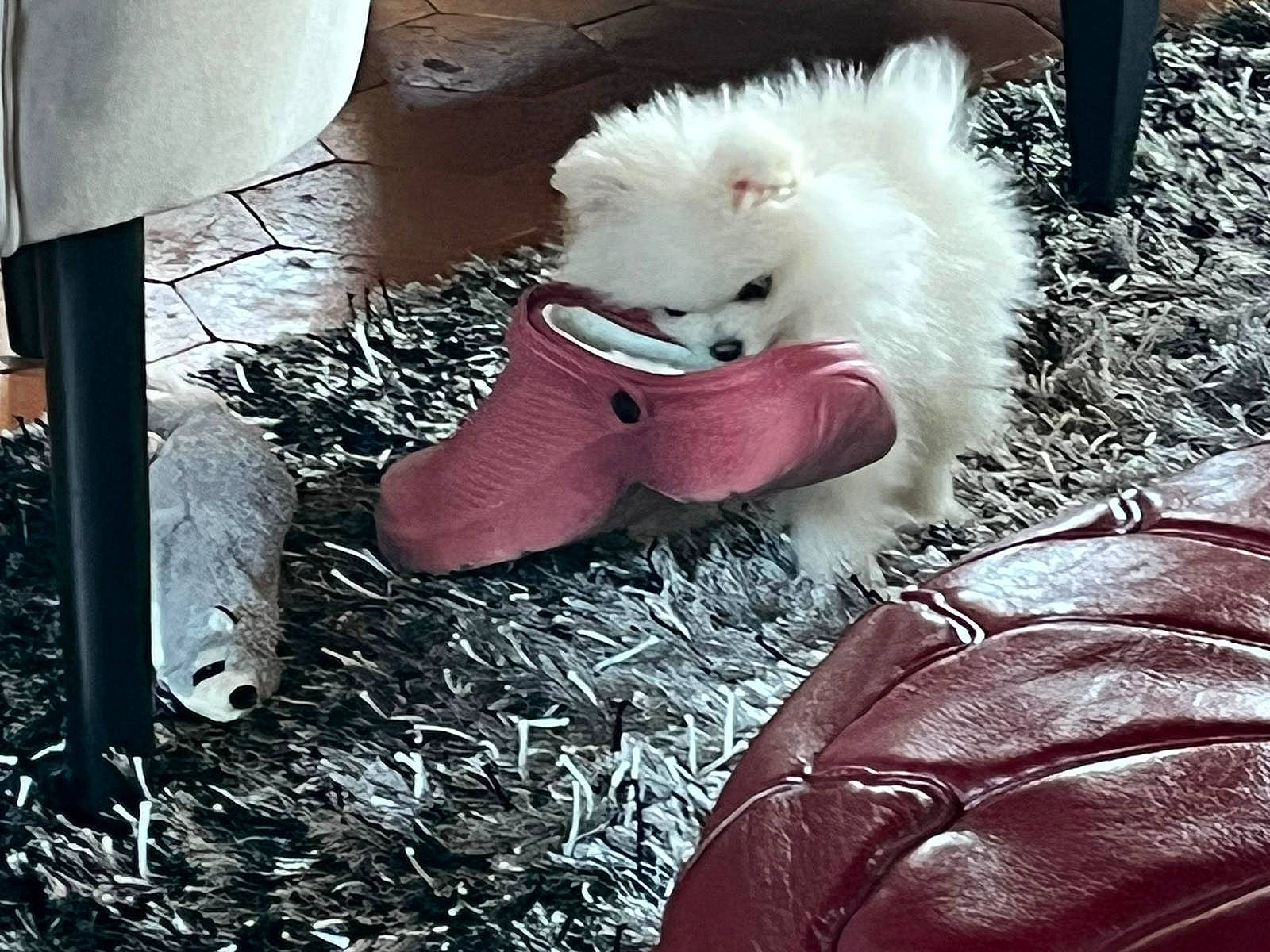 Scarlett participe au concours pour gagner de l'argent avec cette photo : canidae, carnivore, companion_dog, dog, dog_breed, dog_supply, fawn, felidae, flooring, fur, german_spitz, human_leg, small_to_medium_sized_cats, snout, spitz, sporting_group, tail, toy, toy_dog, whiskers