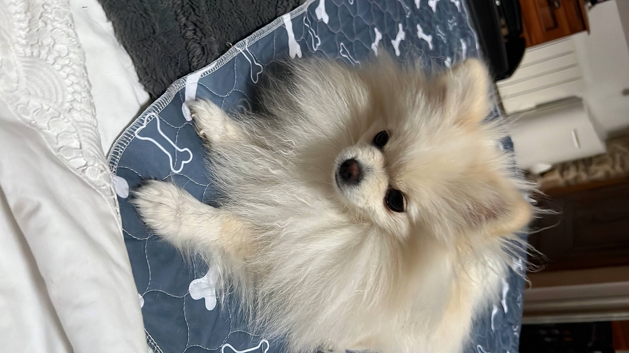 Scarlett participe au concours pour gagner de l'argent avec cette photo : canidae, carnivore, companion_dog, dog_breed, electric_blue, fashion_accessory, fawn, felidae, fur, german_spitz, non_sporting_group, pattern, small_to_medium_sized_cats, snout, spitz, sporting_group, toy_dog, whiskers, working_animal