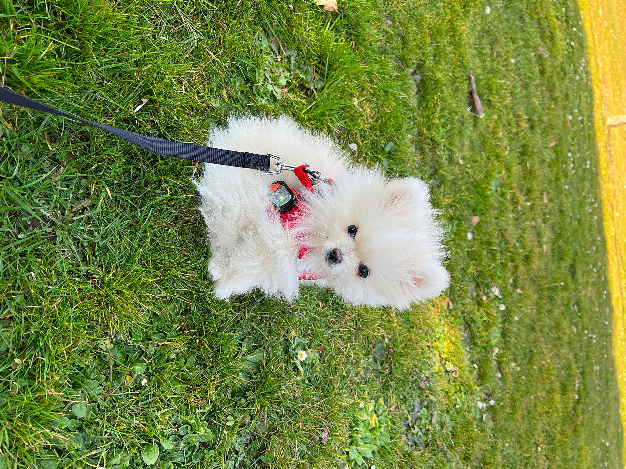 Scarlett a rejoint le concours — aidez-le/la à gagner de superbes lots ! canidae, carnivore, collar, companion_dog, dog, dog_breed, fashion_accessory, fur, german_spitz, german_spitz_klein, german_spitz_mittel, grass, non_sporting_group, plant, spitz, sporting_group, tail, toy_dog, tree, volpino_italiano