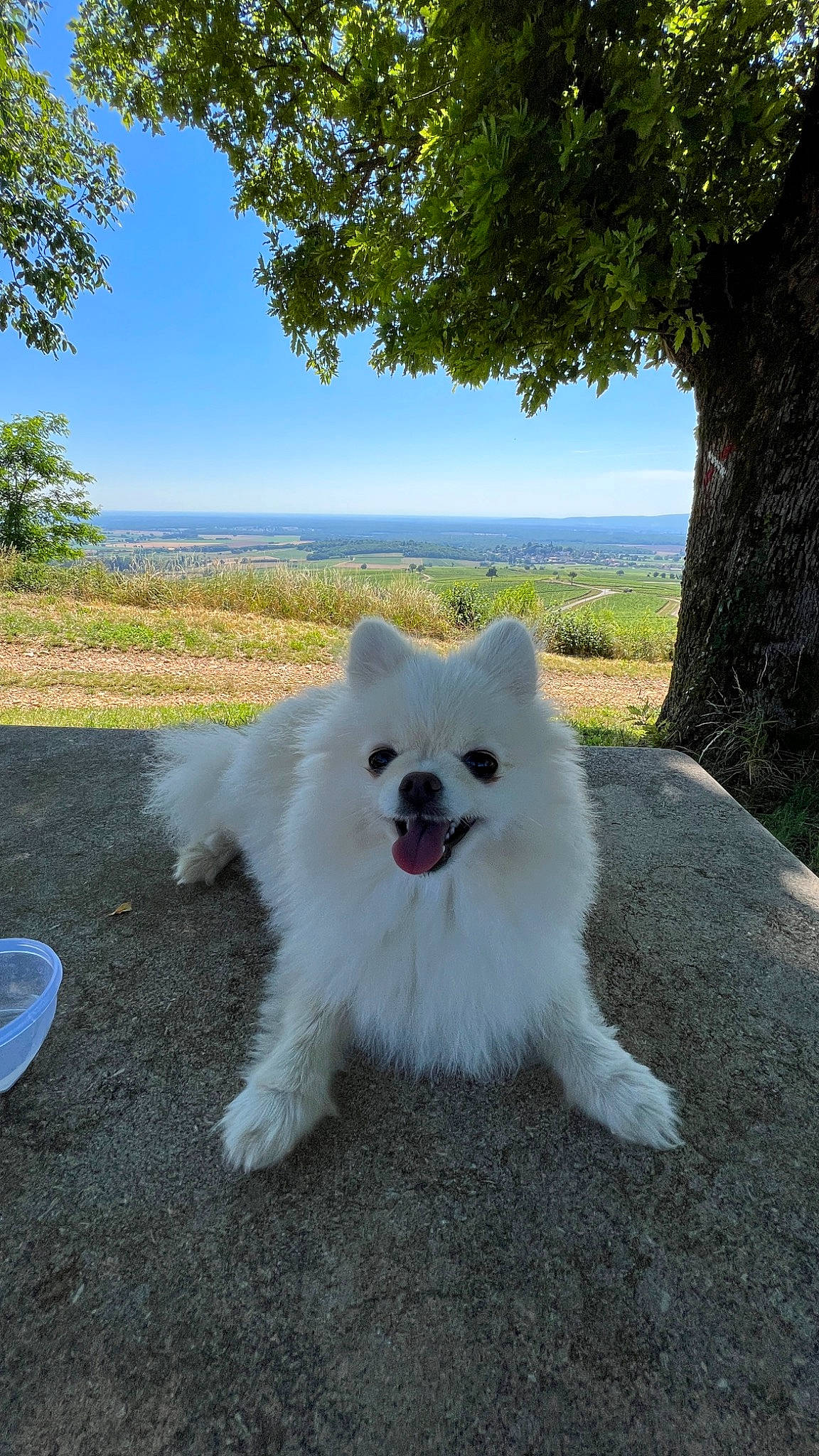 Scarlett a rejoint le concours — aidez-le/la à gagner de superbes lots ! canidae, carnivore, companion_dog, dog, dog_breed, german_spitz, german_spitz_klein, german_spitz_mittel, grass, indian_spitz, japanese_spitz, plant, samoyed, sky, snout, spitz, sporting_group, tail, tree, volpino_italiano