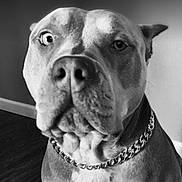Jolene joined the competition — help win amazing prizes! dog, close_up, black_and_white, chain_collar, indoor, pet, canine, portrait, curious_expression, animal, muzzle, ears, floor, wall, furniture, looking_at_camera, fur, domestic_animal, companionship, chain