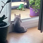 Yocko a rejoint le concours — aidez-le/la à gagner de superbes lots ! animal, cat, curious, daylight, decor, frog_statue, glass_door, gray_cat, green_plant, home, houseplant, indoor, nature, pet, potted_plant, purple_pot, quiet, sitting, window, wooden_floor