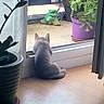 animal, cat, curious, daylight, decor, frog_statue, glass_door, gray_cat, green_plant, home, houseplant, indoor, nature, pet, potted_plant, purple_pot, quiet, sitting, window, wooden_floor