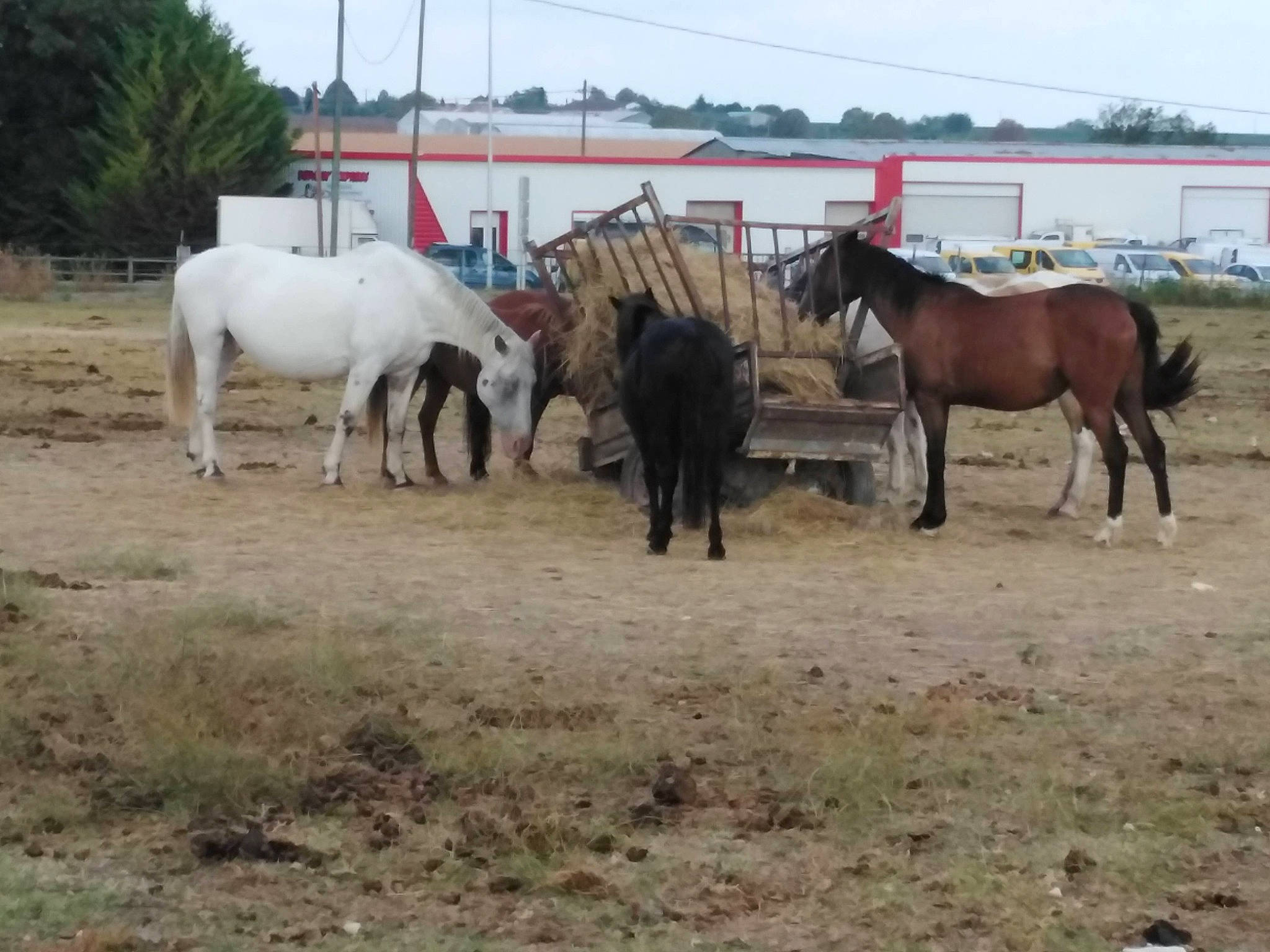 Loupette Et Libellule