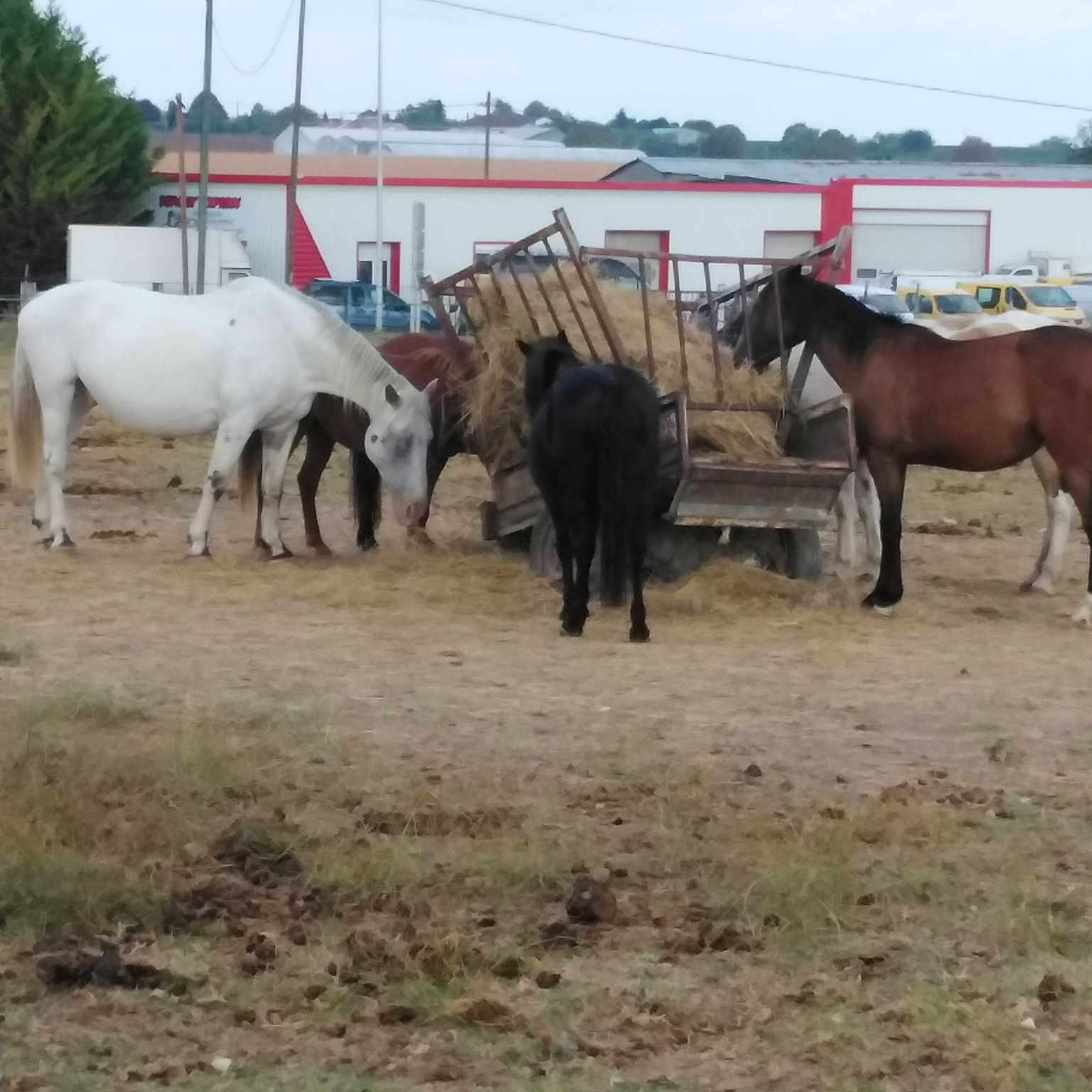 Loupette Et Libellule